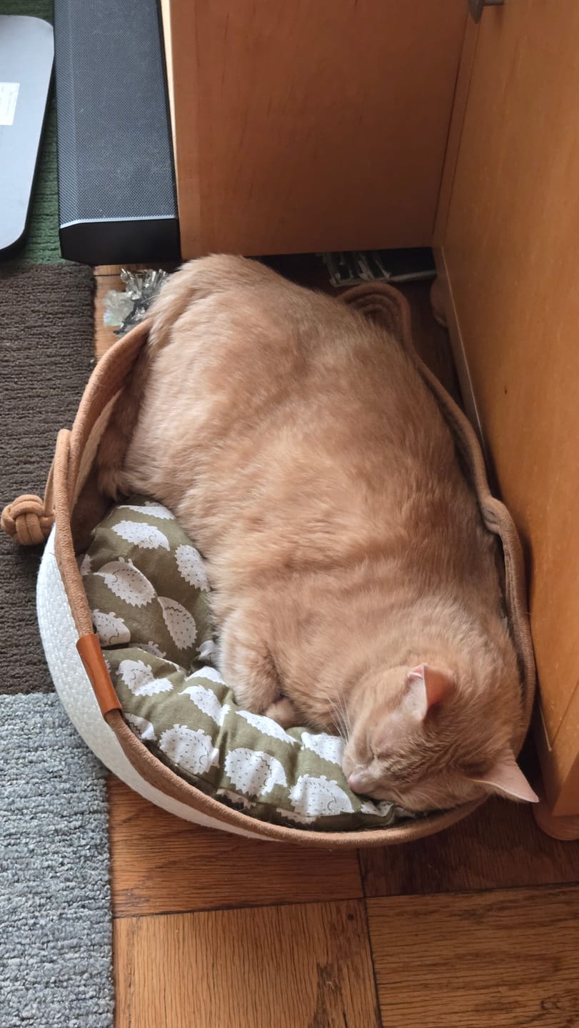 Customer photo review of Additional cushion
