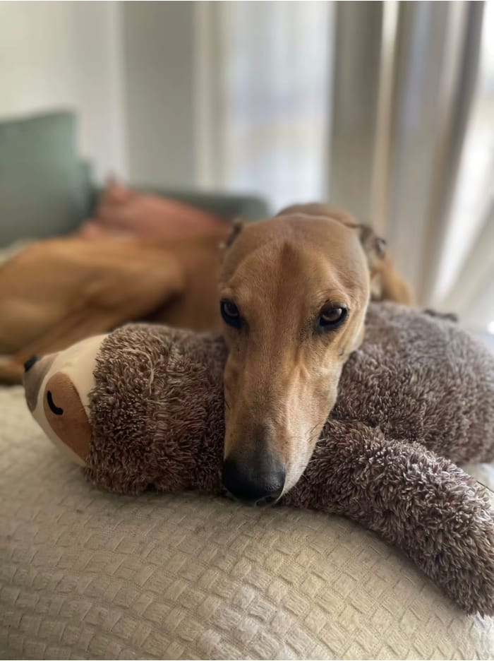 Customer photo review of The Littermate — Heartbeat & Warmth Puppy Sleep Toy