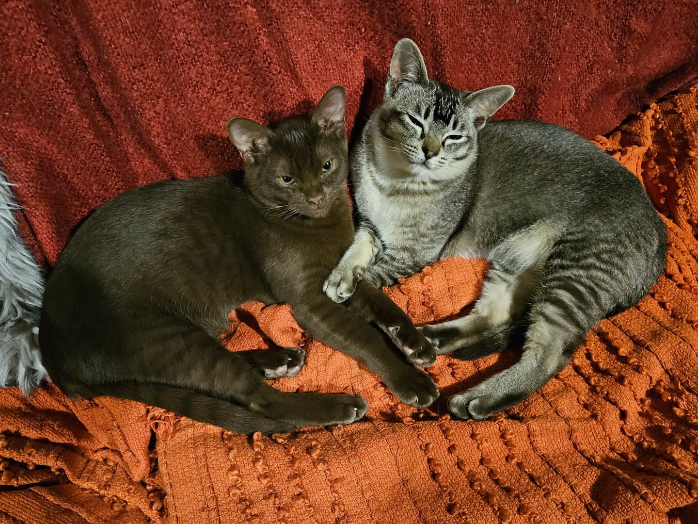 Customer photo review of Fit Litter