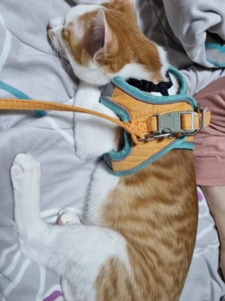 Customer photo review of Escape-Proof Cat Harness + Leash — Reflective Vest