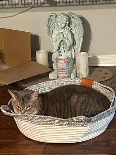 Customer's grey cat resting comfortably inside the Instinct Basket on a wooden floor.