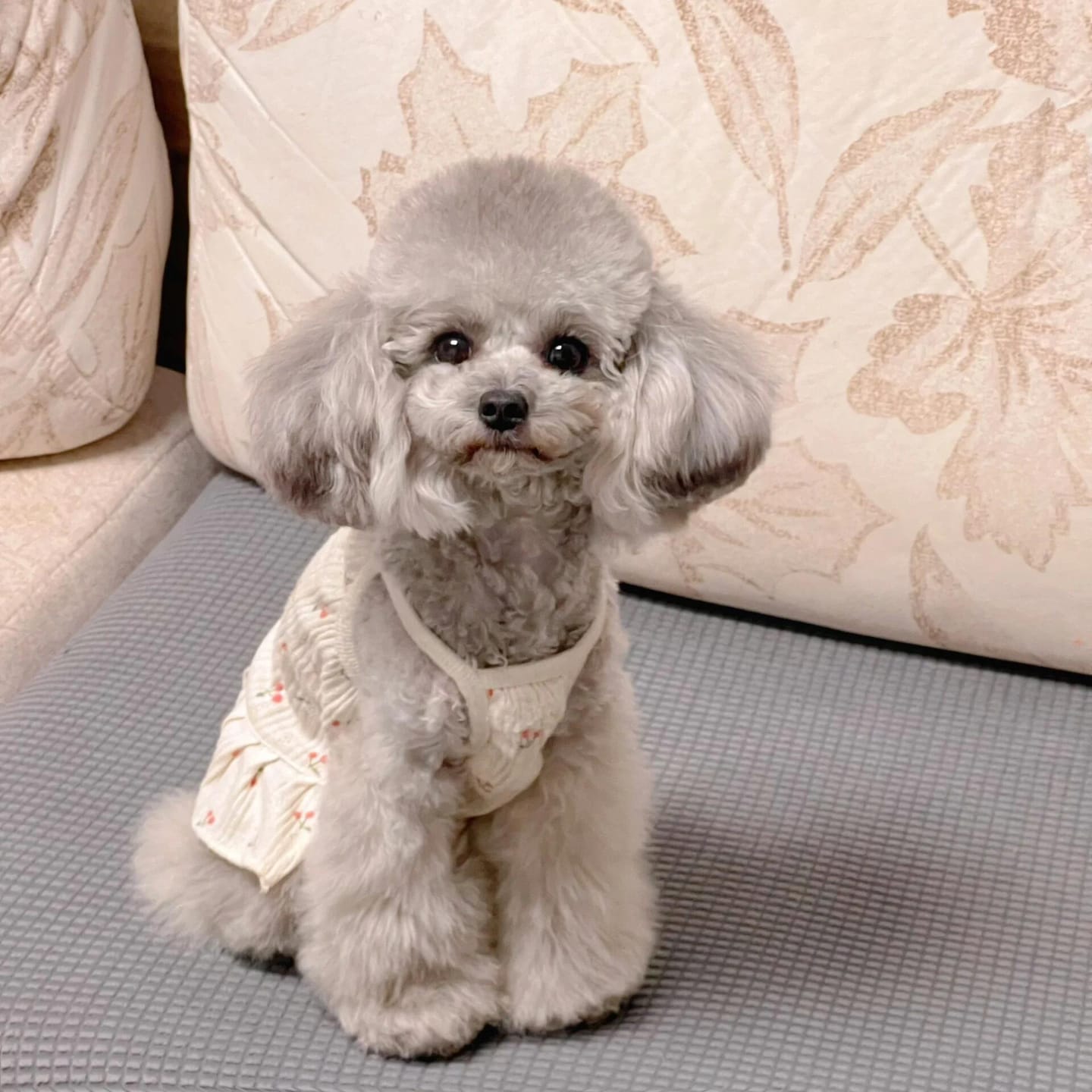 Customer photo review of Cherry Printed Dog Cat Dress With Hat