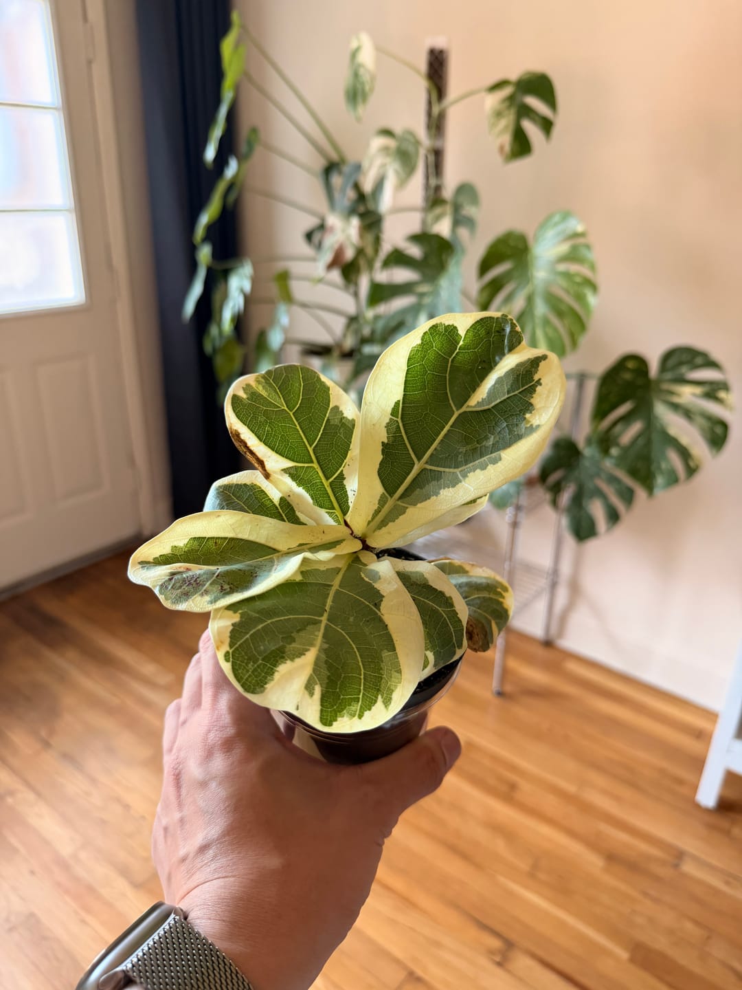Customer photo review of Ficus lyrata variegated ‘Fiddle Leaf Fig’