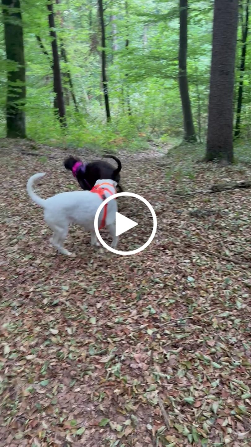 Customer video review of 4cm Combat® Collar | With Handle & Secure Clip - Magenta