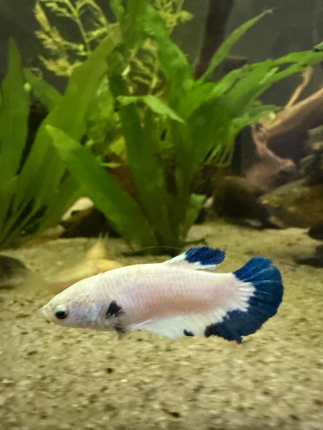Customer photo review of Marble Rim Plakat Female Betta Fish