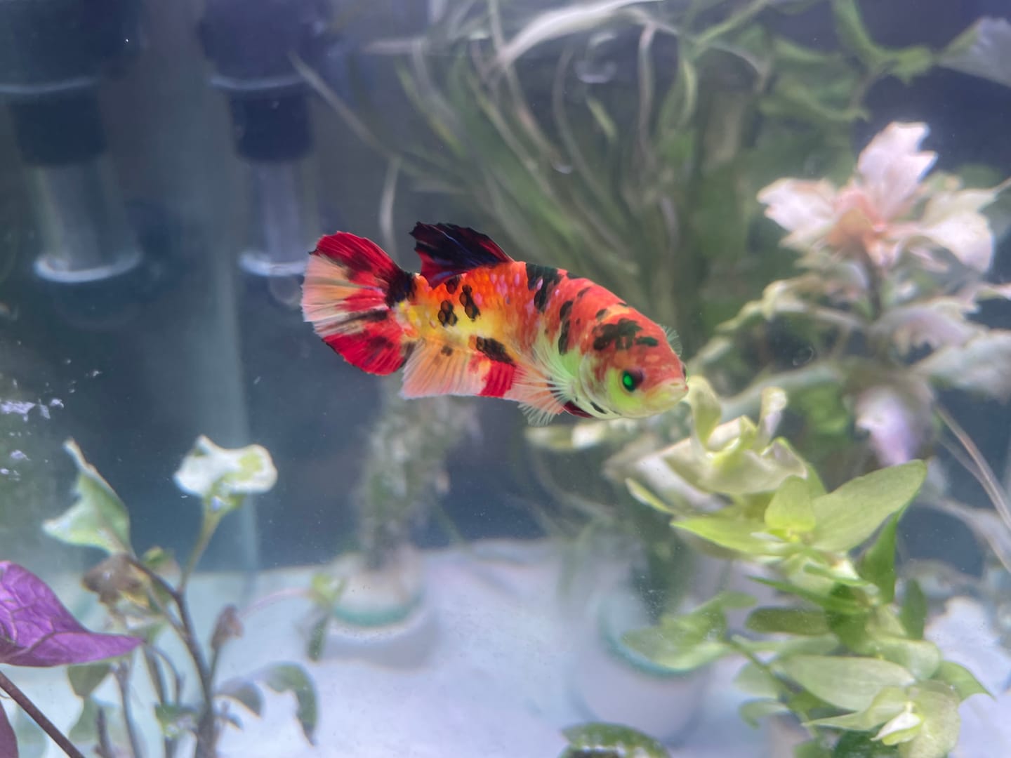 Customer photo review of Female Betta Fish Koi Nemo Neon Plakat