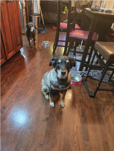 Customer photo review of Pawsky™ 2-in-1: Brushes & Vacuums