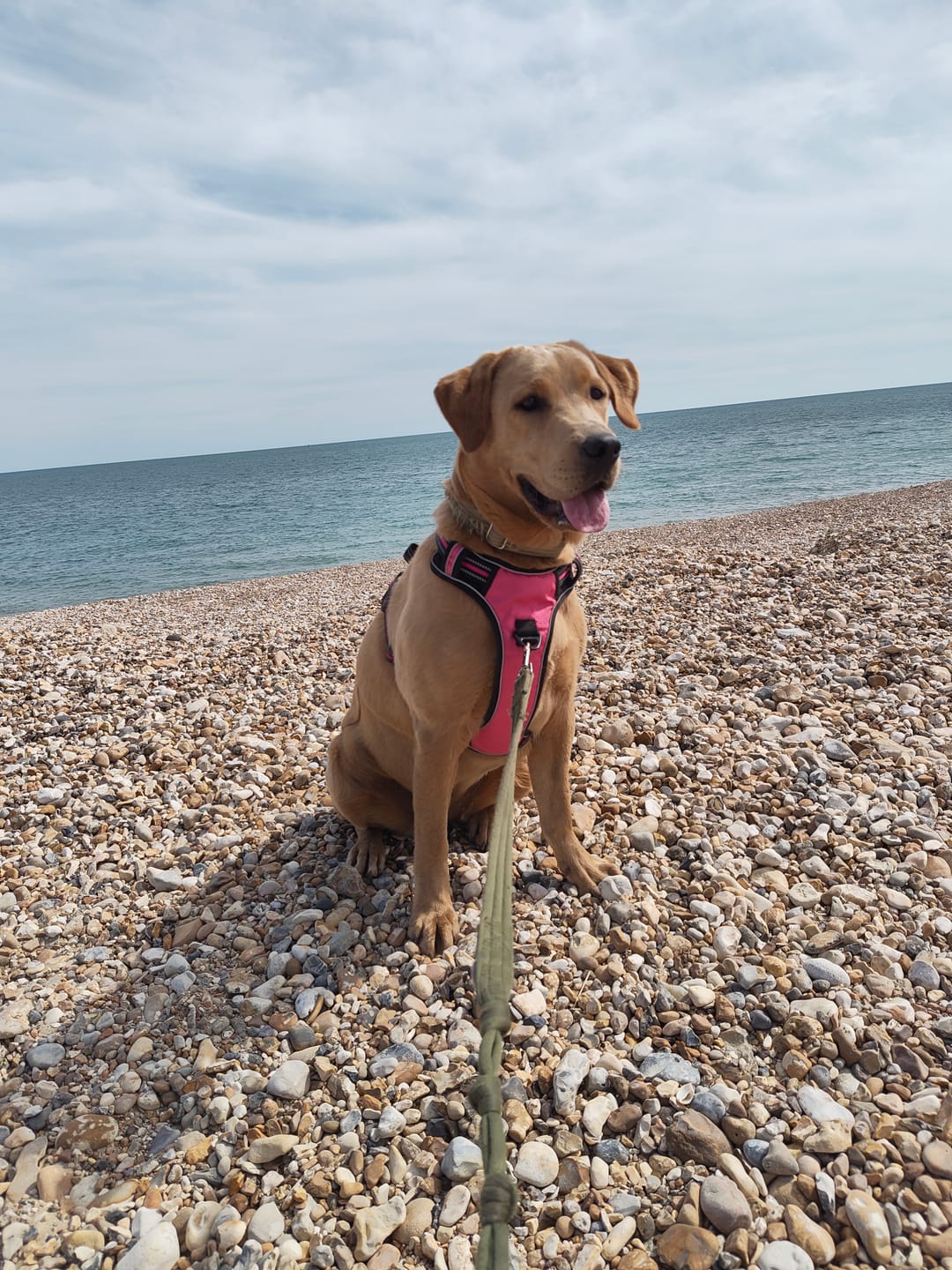 Customer photo review of ParoPet No Pull Dog Harness