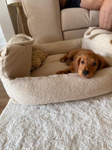 Customer's puppy resting in the plush, tan Hazelnut Cosy Car Seat on a carpeted floor.