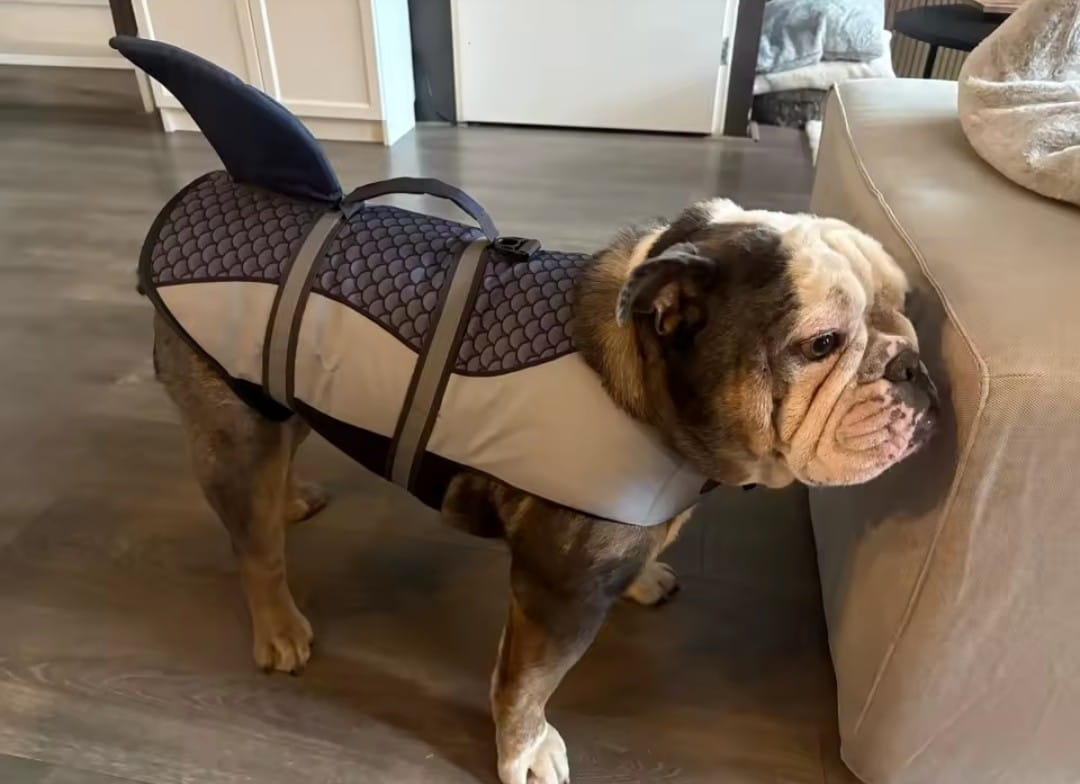 Customer photo review of Chaleco Sharkpets