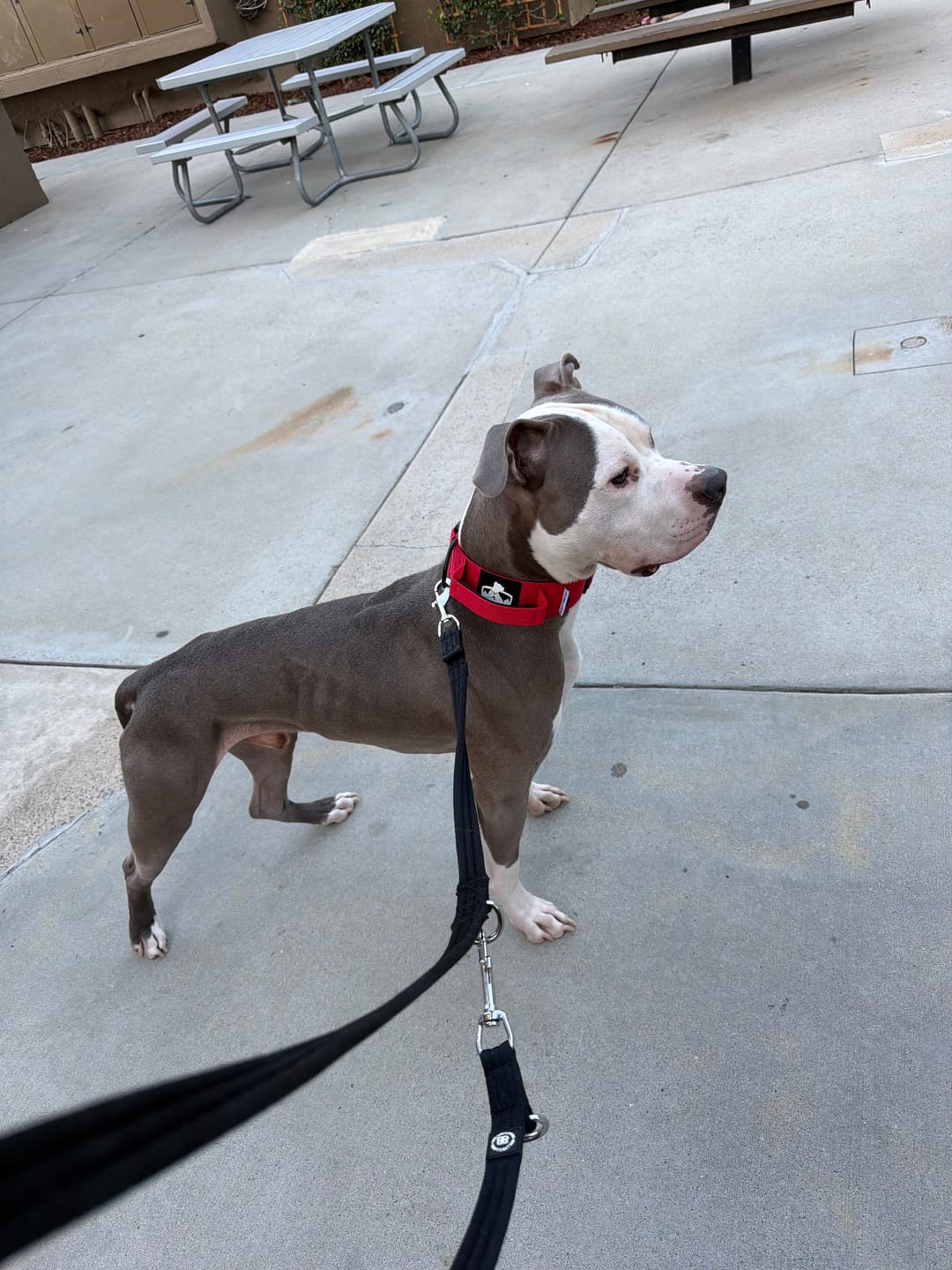 Customer photo review of Bully Proof Collar