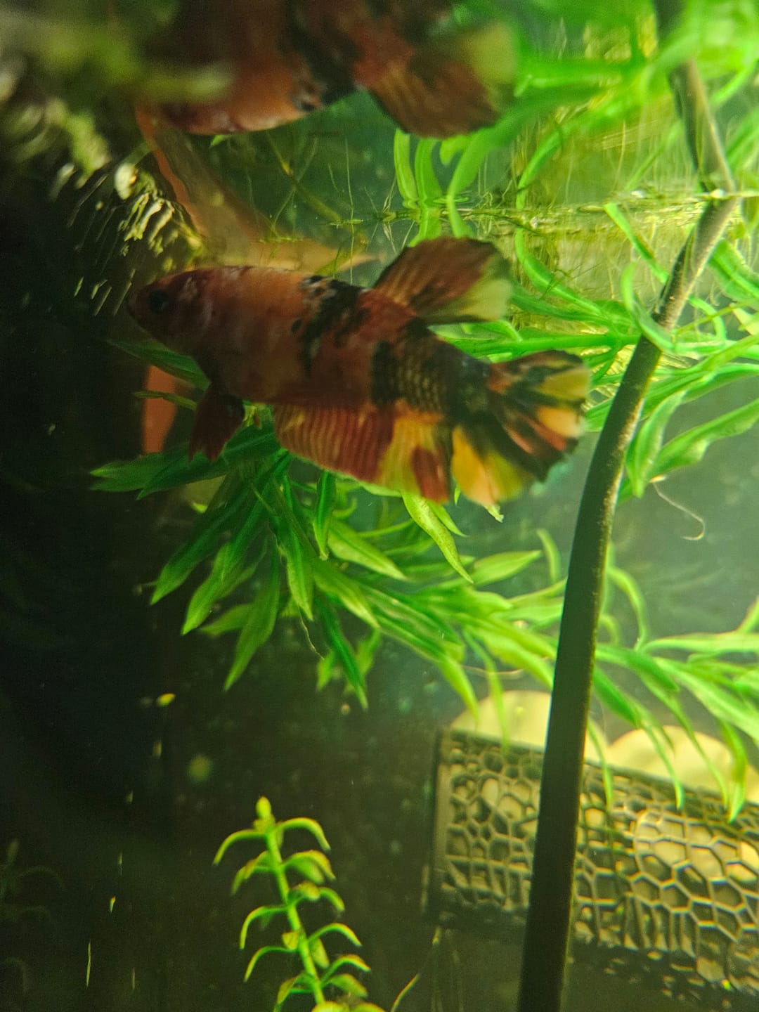 Customer photo review of Female Giant Betta Fish