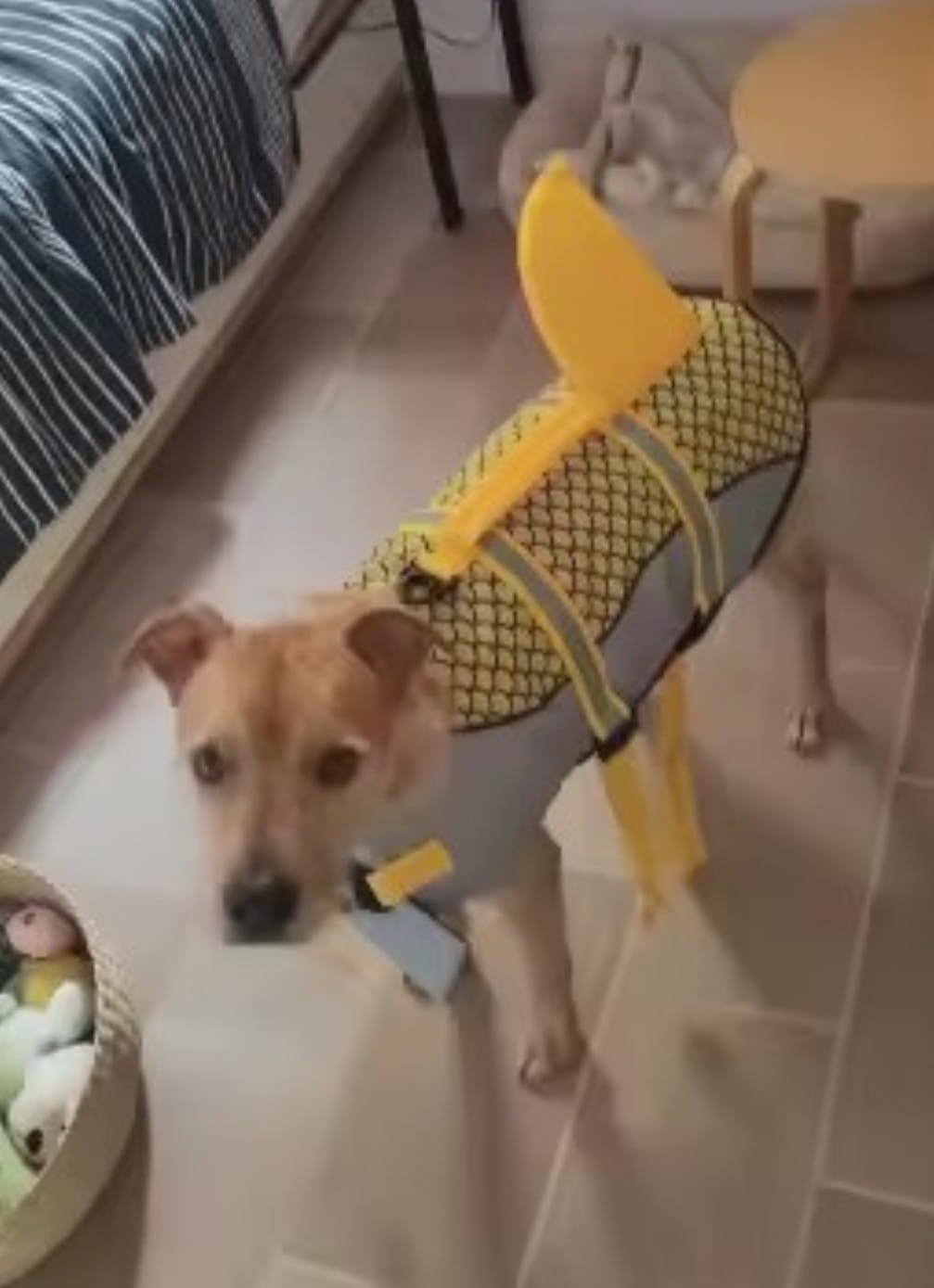 Customer photo review of Chaleco Sharkpets