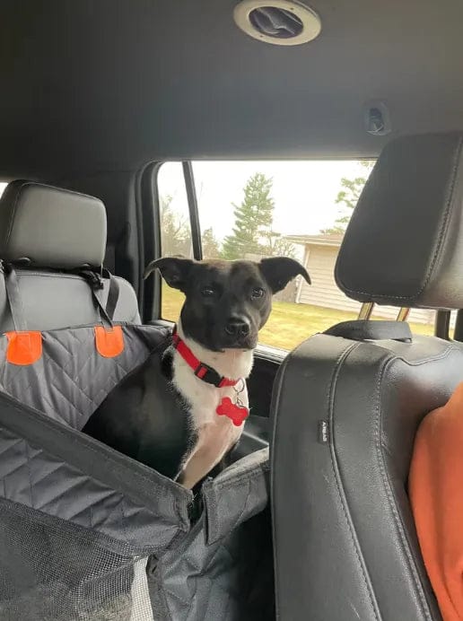 Customer photo review of Caisse de transport sécurisé voiture pour chien
