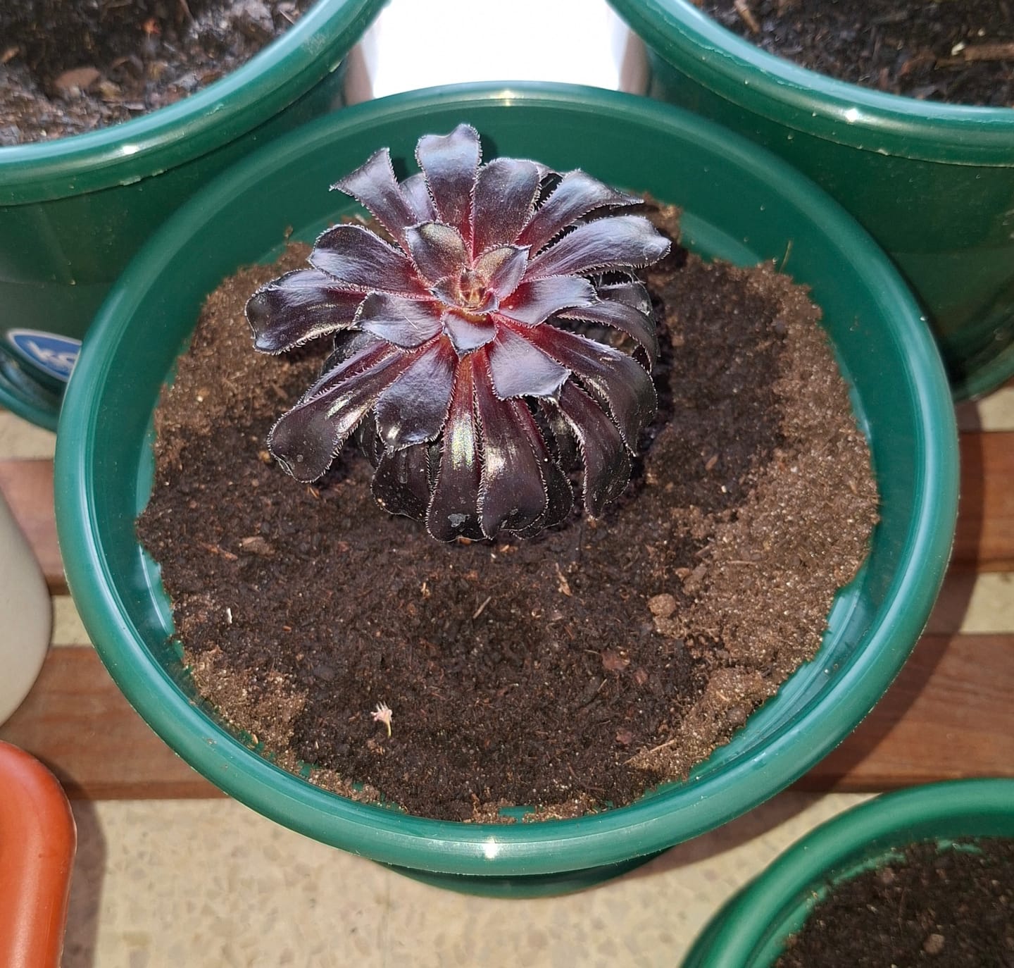 Customer photo review of Aeonium arboreum var. atropurpureum f. nigrum 'Schwarzkopf'