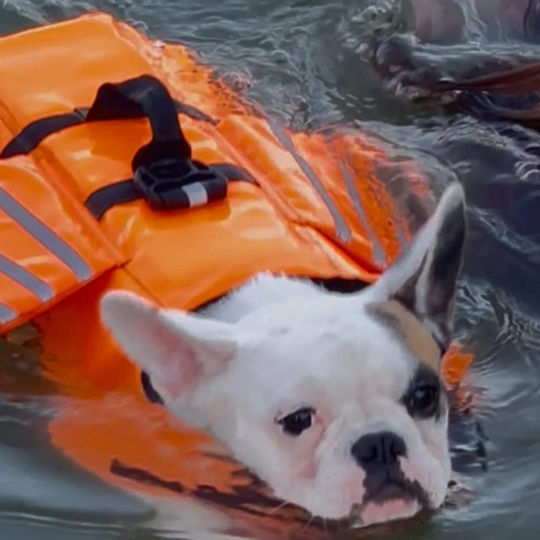 Customer photo review of Flotador Canino