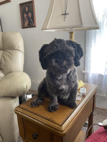 Customer photo review of Pawsky™ 2-in-1: Brushes & Vacuums