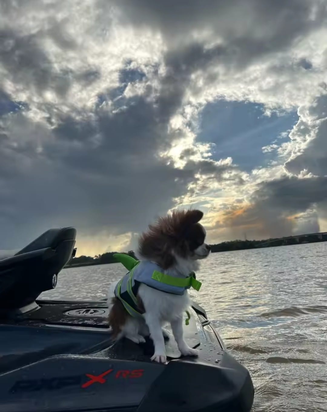 Customer photo review of Chaleco Sharkpets