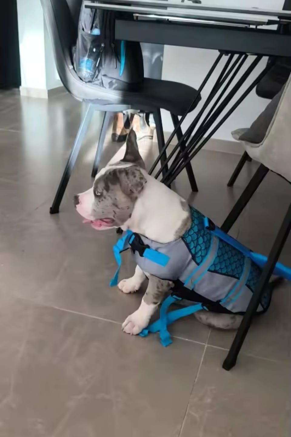 Customer photo review of Chaleco Sharkpets