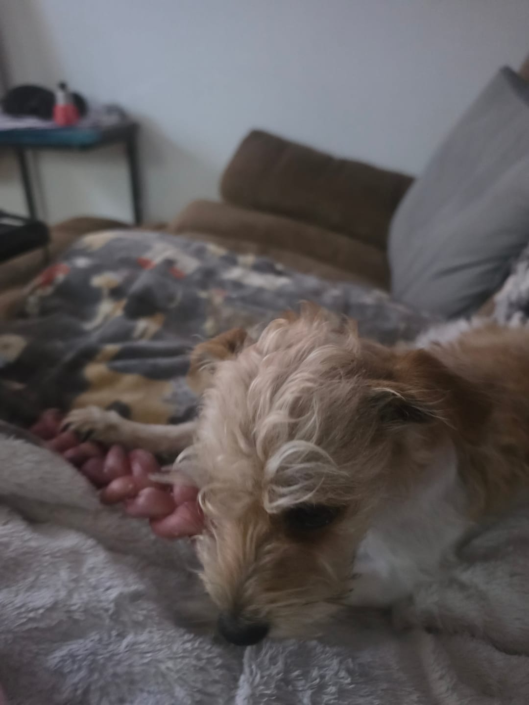 Customer photo review of 12 Inch Thick Braided Bully Stick