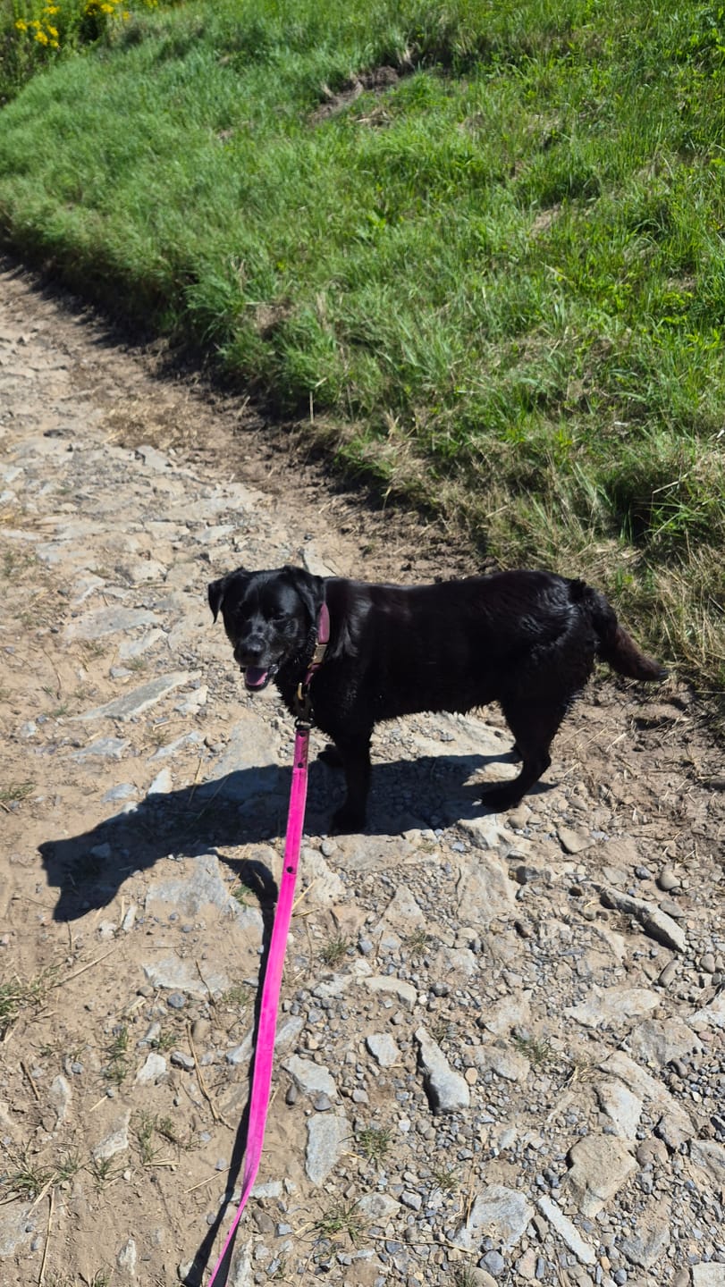 Customer photo review of Smycz z dodatkową rączką - Guard Leash Black Edition Rózowa