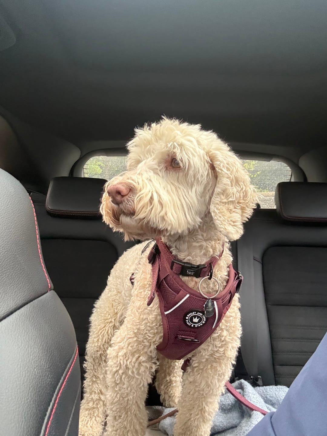 Customer photo review of Mulberry Tweed Trail & Glow Dog Harness, Lead & Collar Bundle