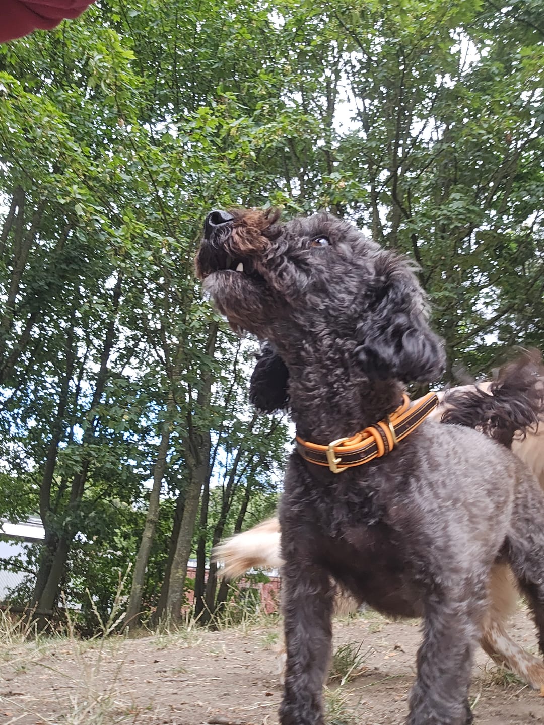 Customer photo review of Two Tone Biothane & Leather Collar