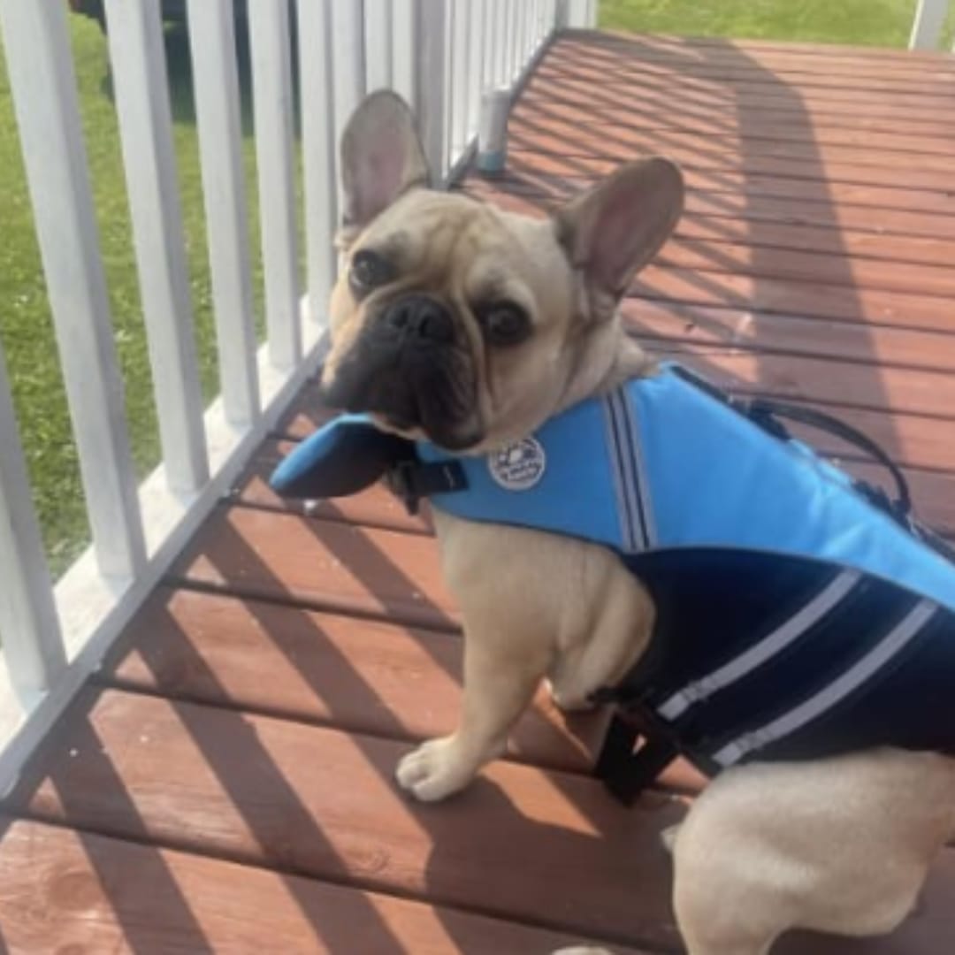 Customer photo review of Flotador Canino