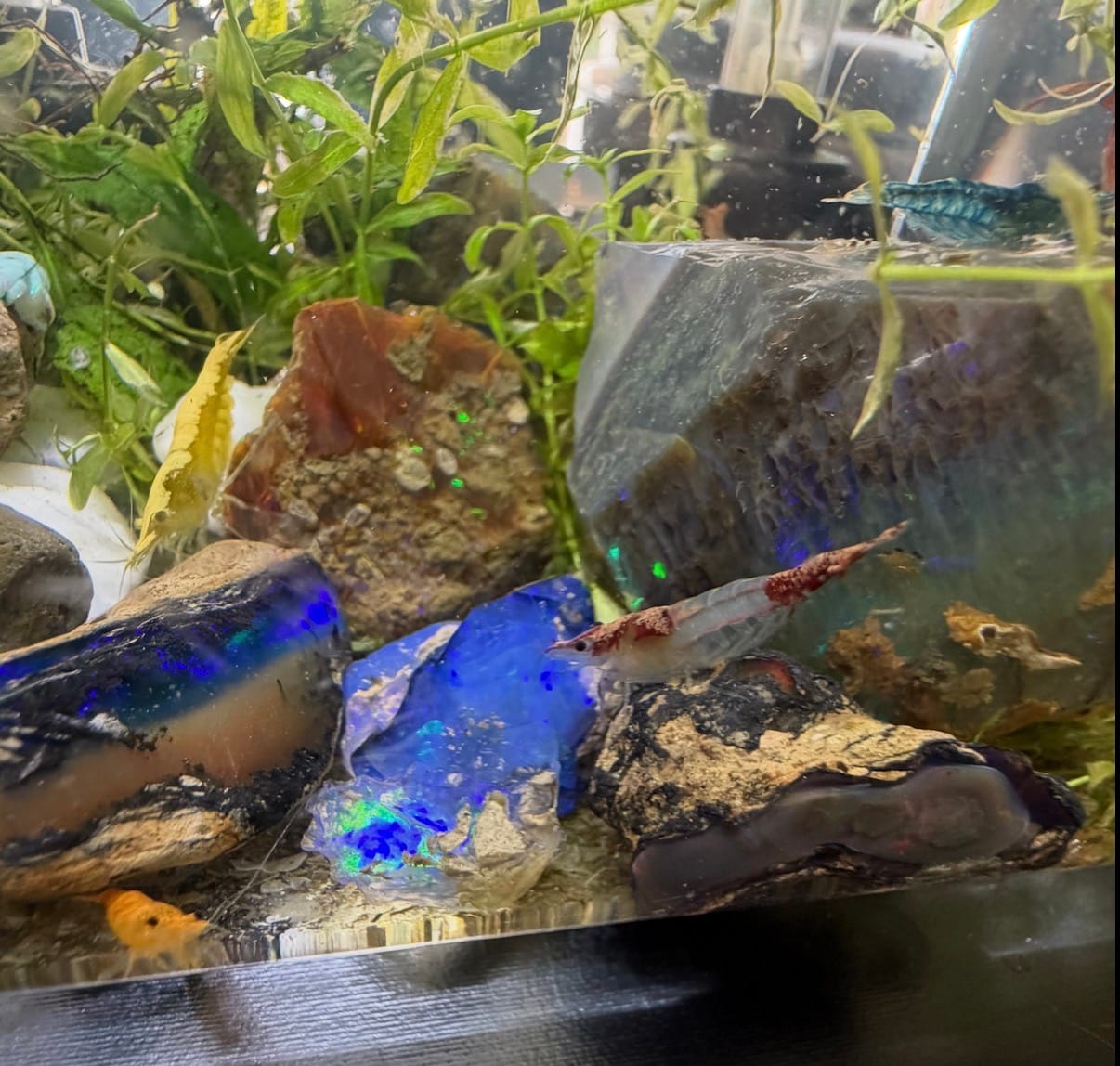 Customer photo review of Blue Red Rili Shrimp (Blue Razz Shrimp) "NEW"