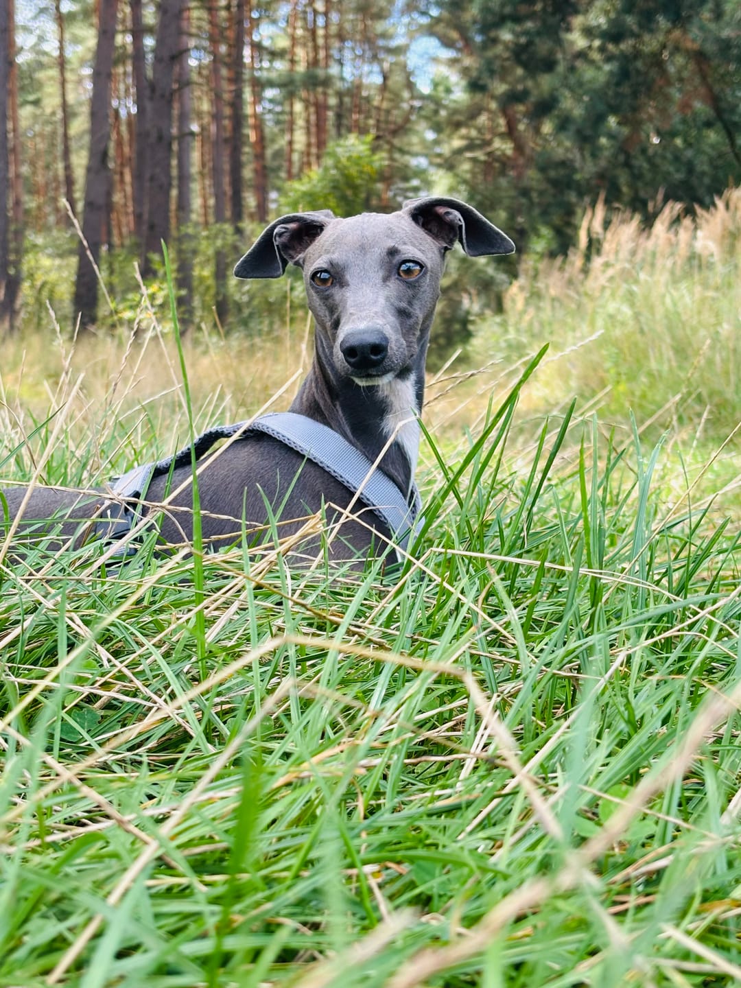 Customer photo review of Windhundgeschirr FUN Welpe/Windspiel "Moon Grey"