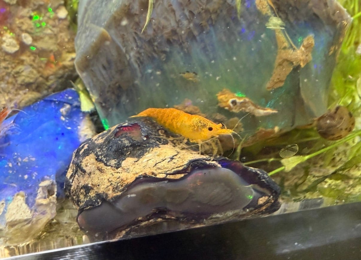 Customer photo review of Orange Sunkist Shrimp