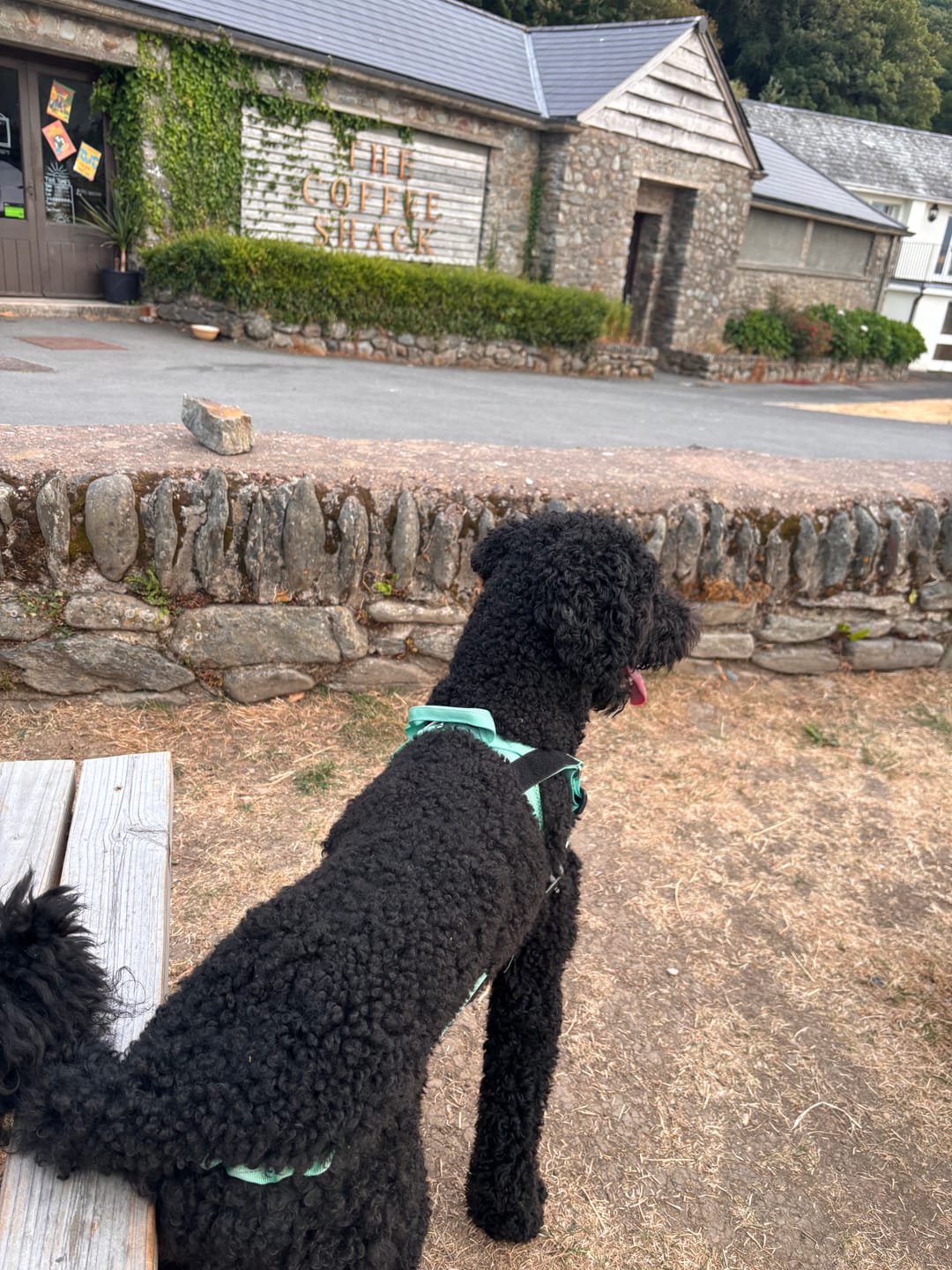 Customer photo review of ParoPet No Pull Dog Harness