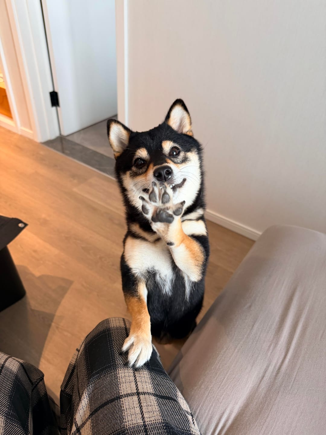 Customer photo review of Precision Paw Trimmer with LED Light