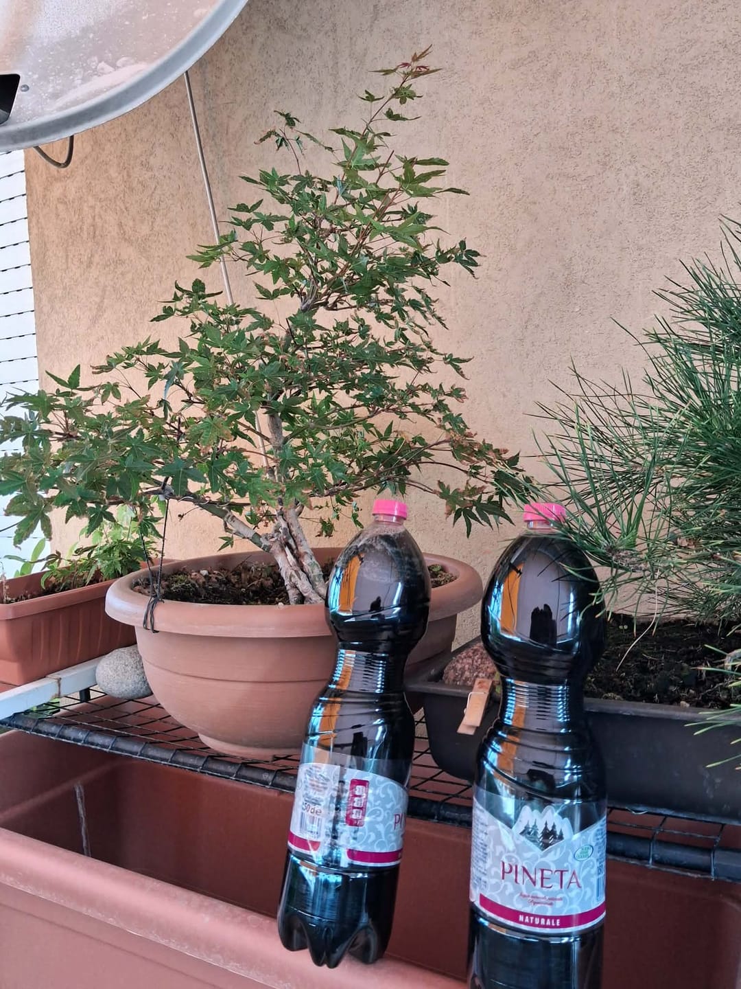 Customer photo review of FILO PER BONSAI PROFESSIONALE