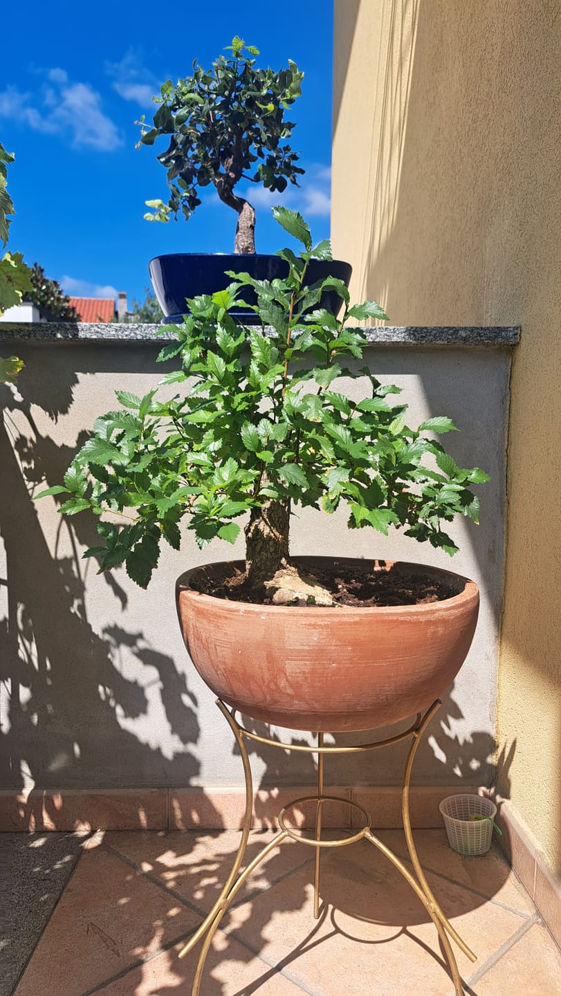 Customer photo review of FALL CONCIME AUTUNNALE BONSAI CB®