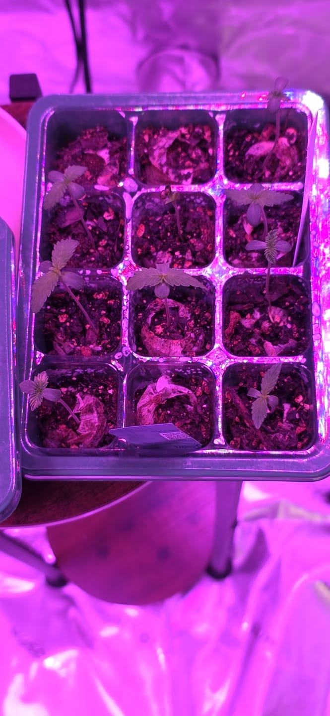 Customer photo review of BAG O' Hammers F1 Feminized Photoperiod Seeds