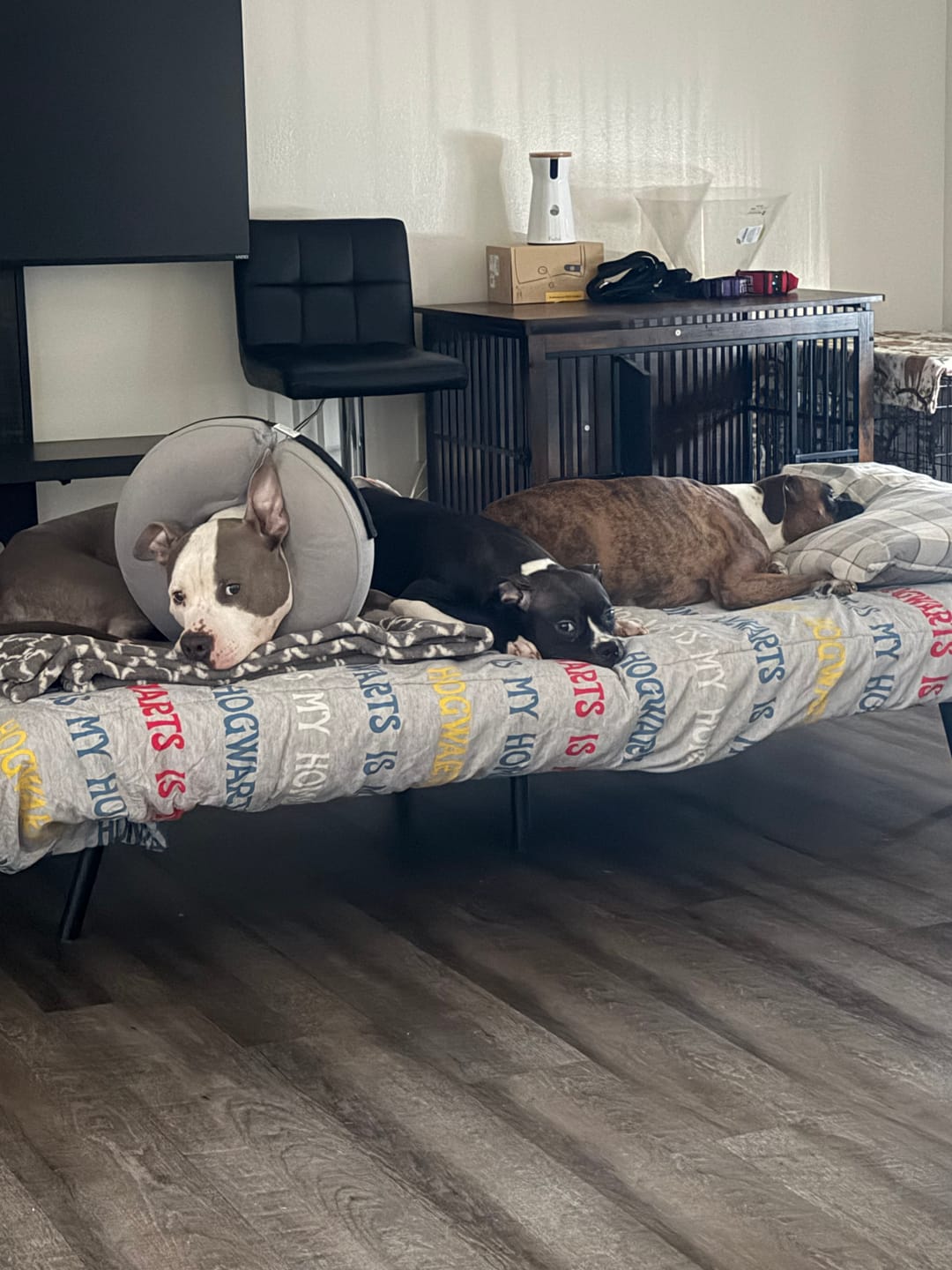 Customer photo review of Bully Proof Collar
