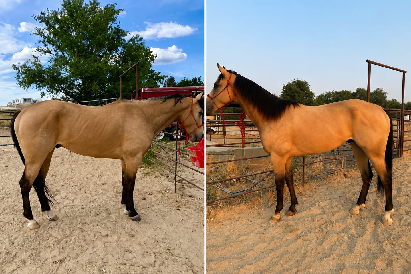 Customer photo review of Hind Gut Rescue Program™