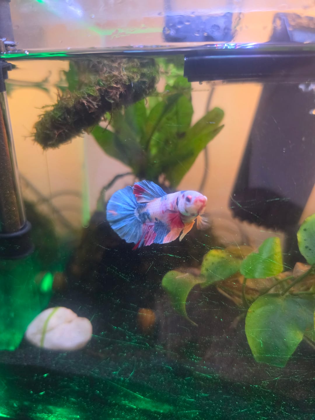 Customer photo review of Koi Multicolor Candy Plakat Male Betta Fish | High Grade | Mystery Betta