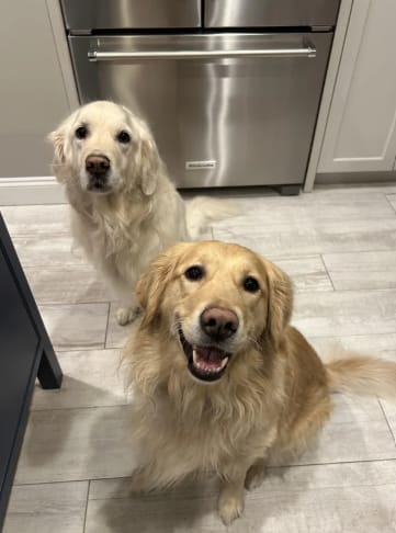 Customer photo review of Pawsky™ 2-in-1: Brushes & Vacuums
