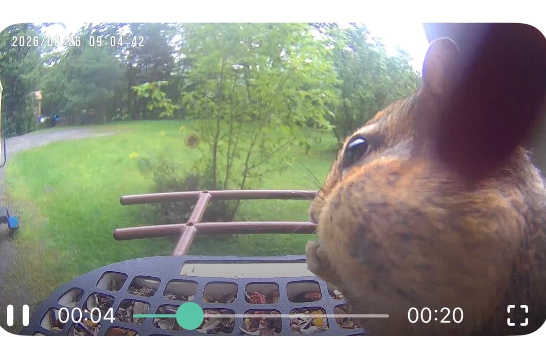 Customer photo review of Squirrel Proof Mesh, compatible with P53n, TUC, PAV