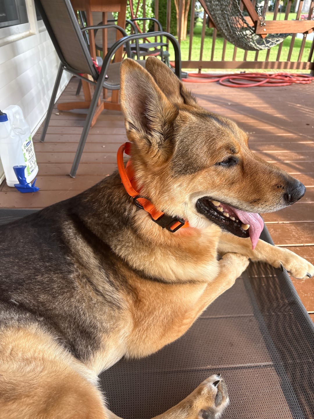 Customer photo review of Team K9® Tactical Dog Collar