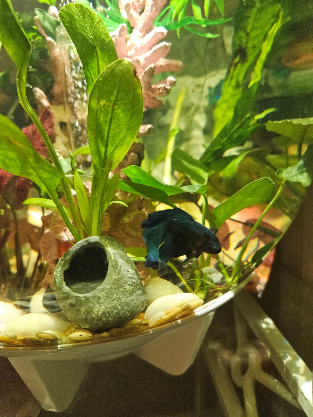 Customer photo review of Super Blue Halfmoon Male Betta Fish