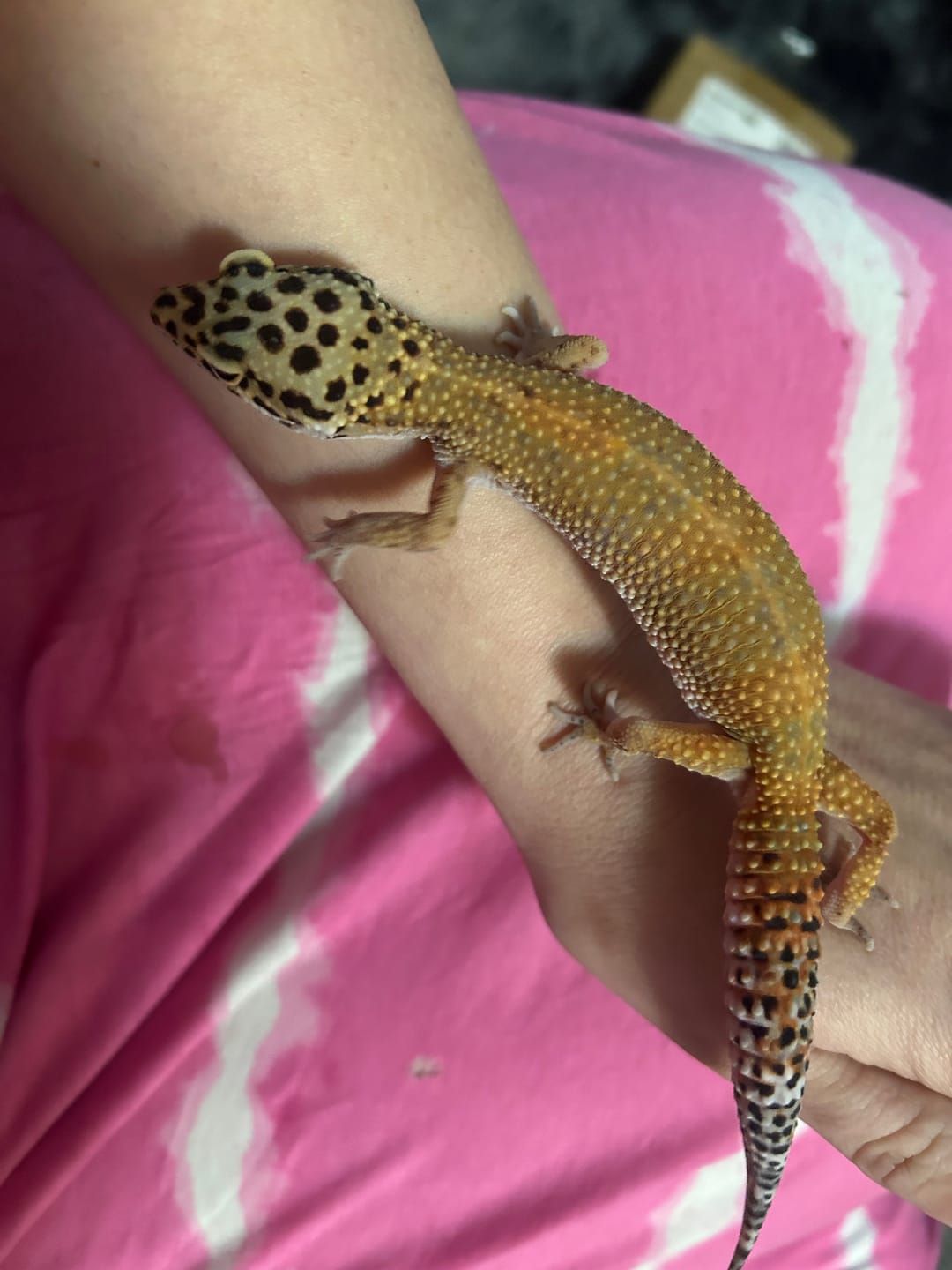 Customer photo review of Female Mandarin Inferno Emerine (ovulating)