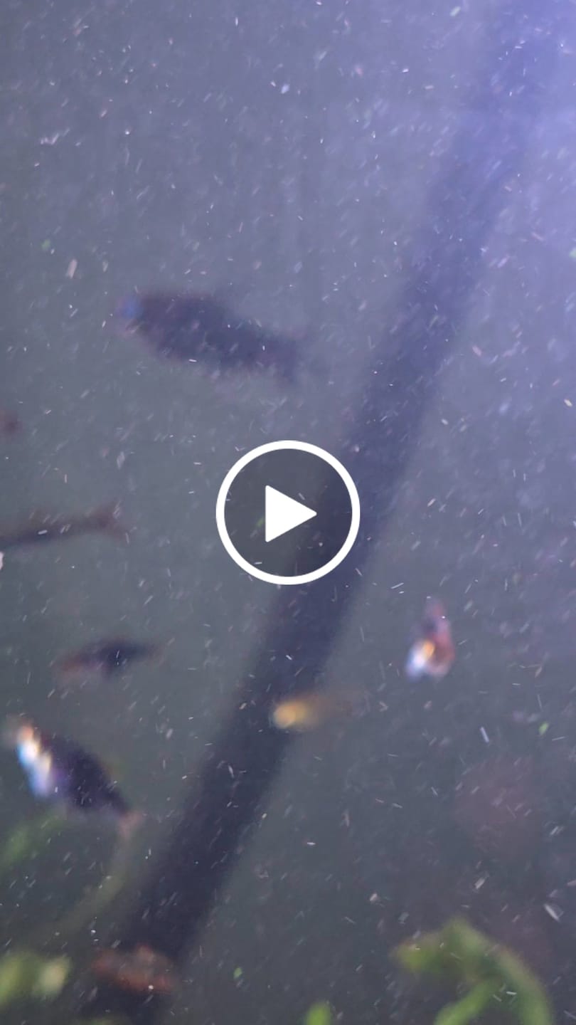 Customer video review of Purple Harlequin Rasbora (unsexed)