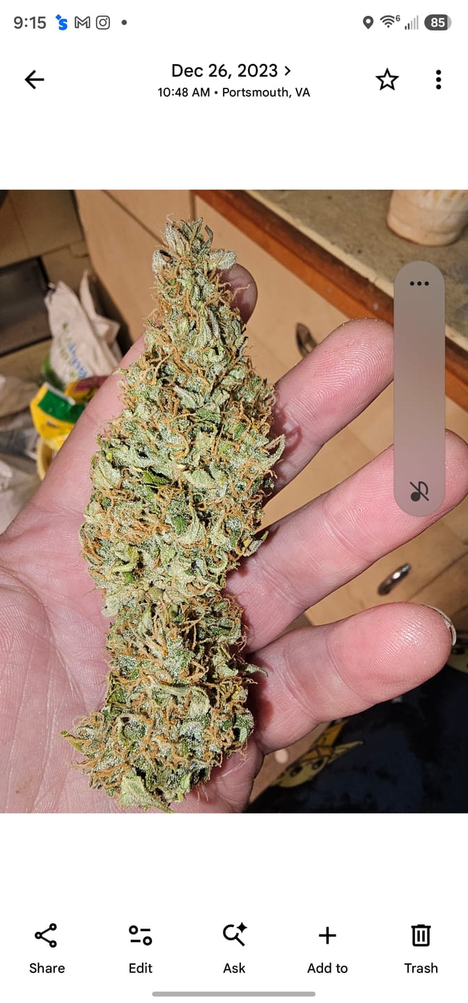 Customer photo review of Indoor Exotic Hashburger - Bulk - Indica