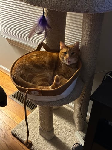 Customer's ginger cat resting inside the round Instinct Basket on a carpeted cat tower.