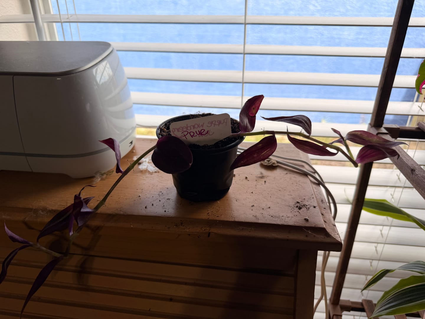 Customer photo review of Purple Wandering Jew in 4” Nursery Pot - Purple Tradescantia Plant - Low Light Houseplant - Pet Friendly Plant - Easy Indoor Plant