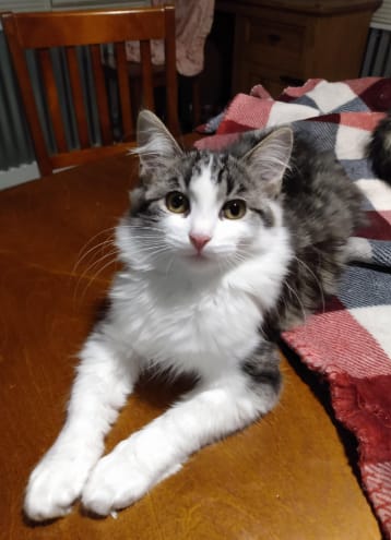Customer photo review of Pawsky™ 2-in-1: Brushes & Vacuums