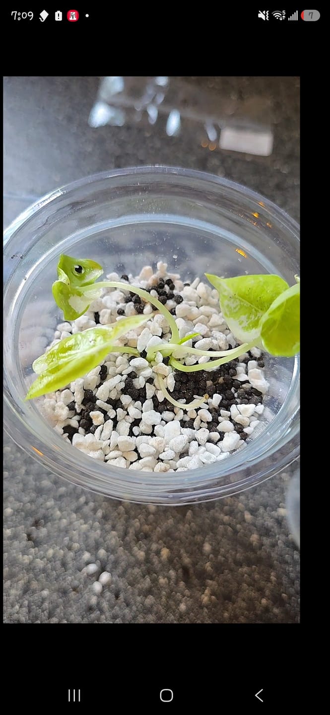 Customer photo review of Alocasia Frydek Variegated